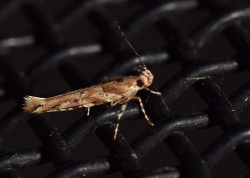 Anatrachyntis rileyi (Walsingham, 1882)