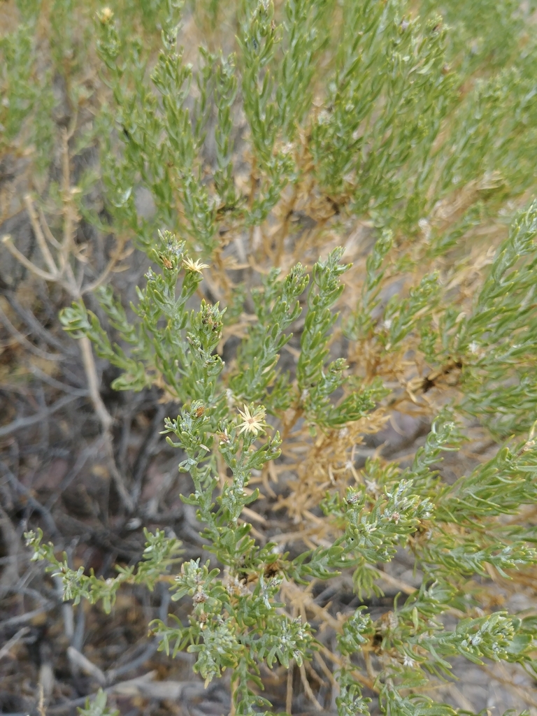 plants from Las Cruces, NM 88011, USA on April 15, 2021 at 01:23 PM by ...