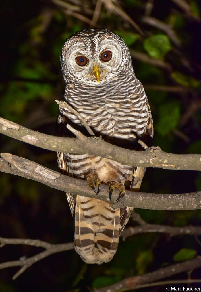 Chaco Owl Strix chacoensis iNaturalist