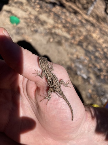 iNaturalist observation photo of Western Fence Lizard