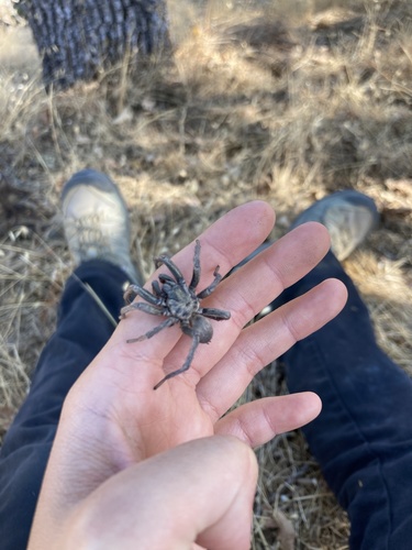 iNaturalist observation photo of Avicularioidea