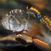 Redfin Crestedgoby - Photo (c) john lenagan, all rights reserved, uploaded by john lenagan