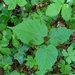 Tilia platyphyllos cordifolia - Photo (c) Ecologia e Scienze Naturali, all rights reserved, uploaded by Ecologia e Scienze Naturali
