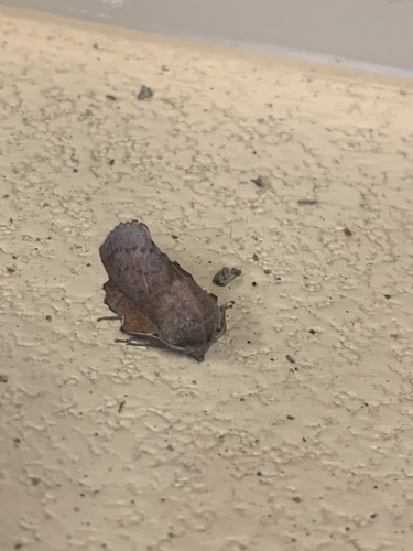iNaturalist observation photo of American Lappet Moth