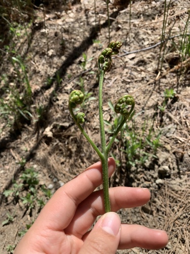 iNaturalist observation photo of common bracken