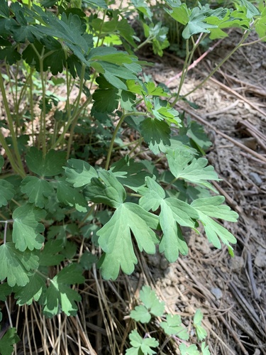 iNaturalist observation photo of western columbine
