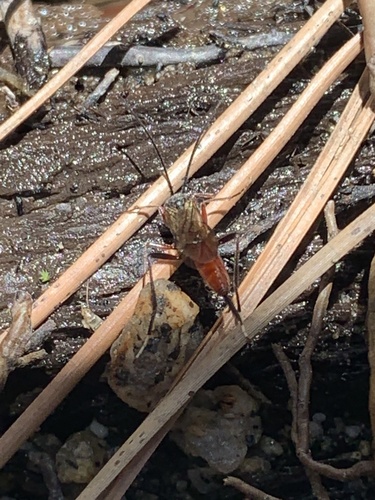 iNaturalist observation photo of Ichneumonid Wasps