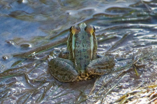 Rio Grande Leopard Frog