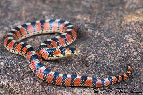 Thornscrub Hook-nosed Snake