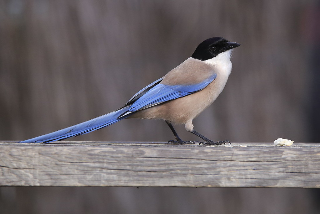 Iberian Magpie