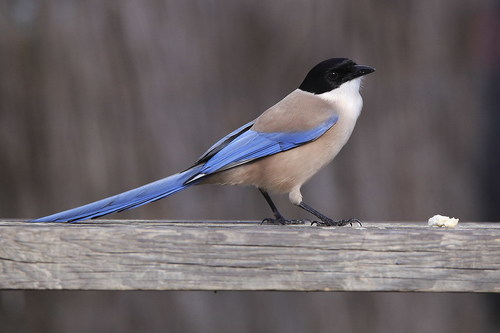 Iberian Magpie