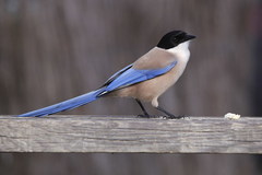 Iberian Magpie