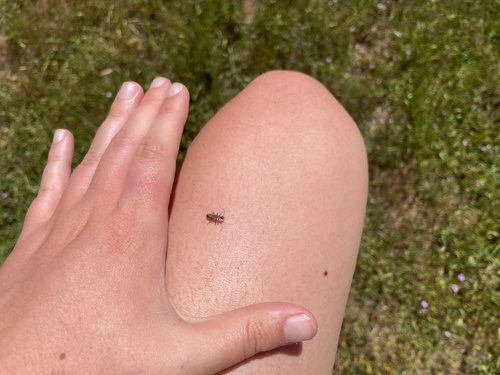iNaturalist observation photo of Podabrini
