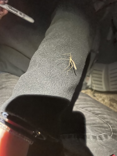 iNaturalist observation photo of Wingless Hangingfly