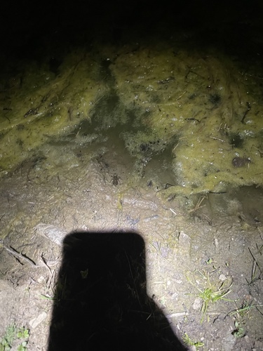 iNaturalist observation photo of Dragonflies and Damselflies
