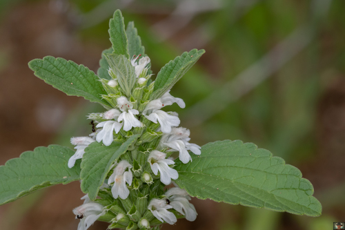 Koakoveld Lionspaw (Leucas ebracteata)