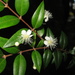 Austromyrtus dulcis - Photo (c) Todd Burrows, כל הזכויות שמורות, הועלה על ידי Todd Burrows