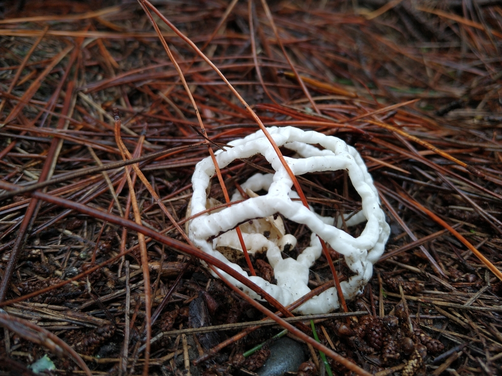 white basket fungus from McLeans Island, Christchurch, New Zealand on