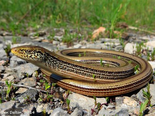 Slender Glass Lizard