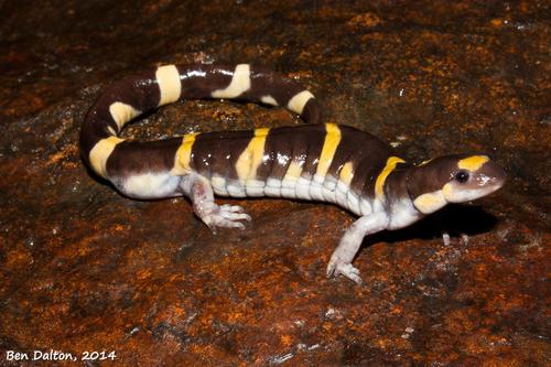 Ringed Salamander