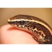 Rough-scaled Worm Lizard - Photo (c) Essy_J, all rights reserved, uploaded by Essy_J