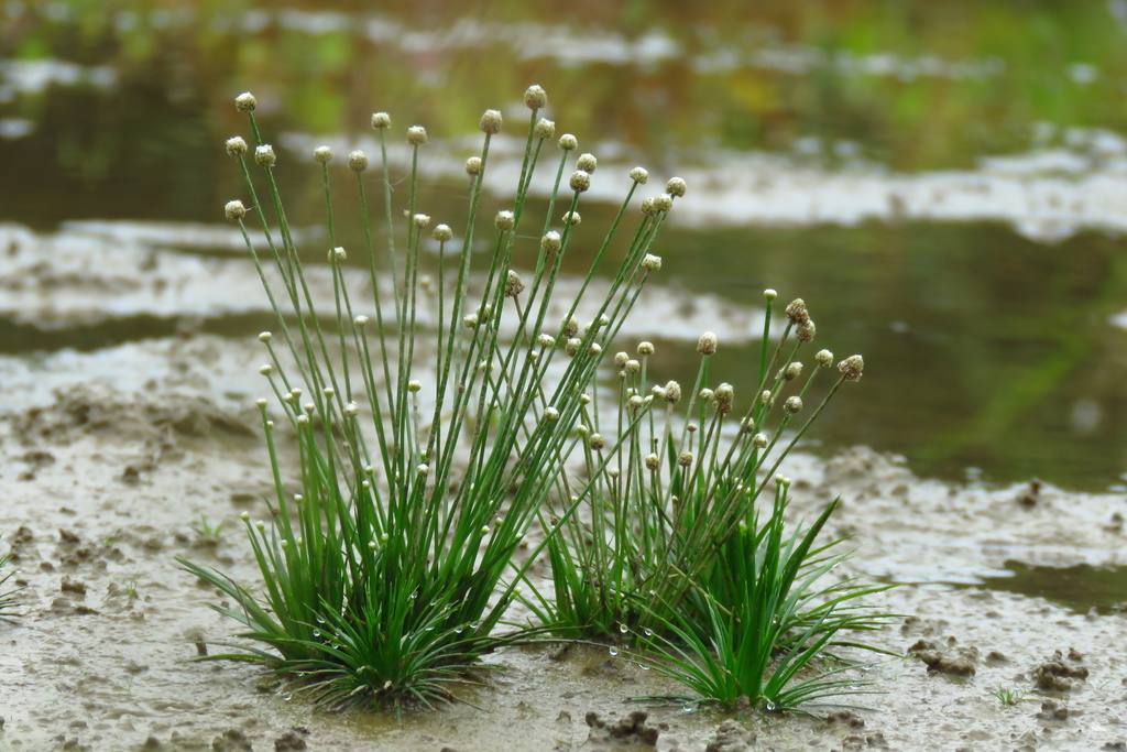 Eriocaulon cinereum (Eriocaulon cinereum)
