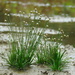 Ashy Pipewort - Photo (c) 吳威, all rights reserved, uploaded by 吳威