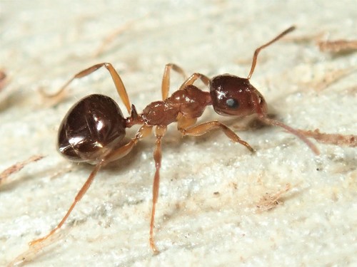 Notoncus hickmaniNotoncus hickmani