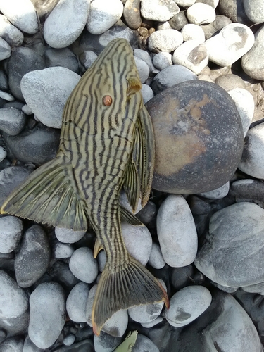 Panaque nigrolineatus