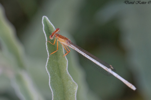 Ivory Featherleg