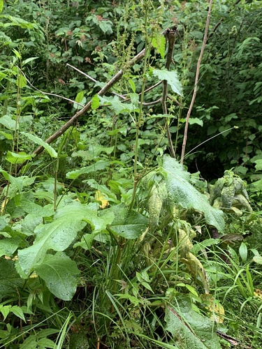 photo of Docks (Rumex)