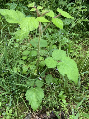 photo of Wineberry (Rubus phoenicolasius)