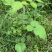 photo of Wineberry (Rubus phoenicolasius)