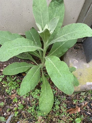 photo of Great Mullein (Verbascum thapsus)