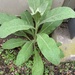 photo of Great Mullein (Verbascum thapsus)