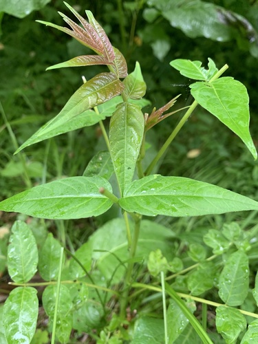 photo of Tree-of-heaven (Ailanthus altissima)