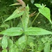 photo of Tree-of-heaven (Ailanthus altissima)