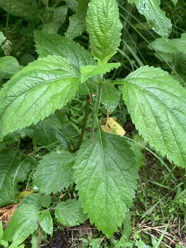 photo of Dicots (Magnoliopsida)