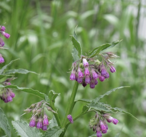 Vaistinė taukė nuotrauka