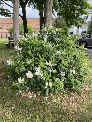 photo of Rhododendrons And Azaleas (Rhododendron)