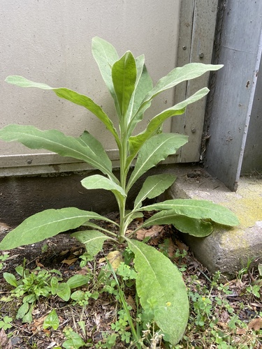 photo of Mulleins (Verbascum)