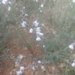 Linaria corifolia - Photo (c) Umut Hasanoglu, all rights reserved, uploaded by Umut Hasanoglu