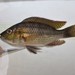 Sargochromis greenwoodi - Photo (c) russellbriantate, todos los derechos reservados