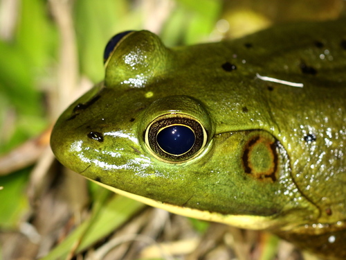Pig Frog