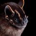Hart's Fruit-eating Bat - Photo (c) Jose G. Martinez-Fonseca, all rights reserved