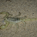 Dune Scorpion - Photo (c) Alice Abela, all rights reserved