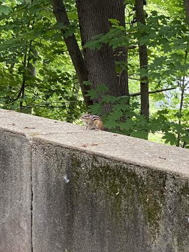 photo of Eastern Chipmunk (Tamias striatus)