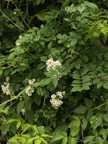 photo of Multiflora Rose (Rosa multiflora)