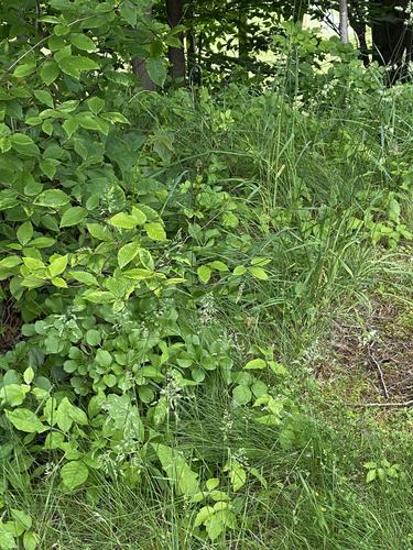 photo of Western Poison Ivy (Toxicodendron rydbergii)