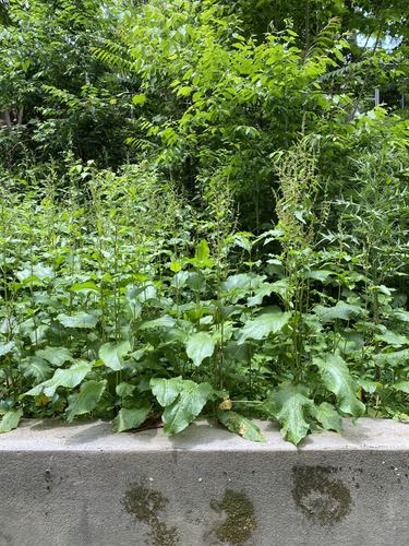 photo of Broad-leaved Dock (Rumex obtusifolius)